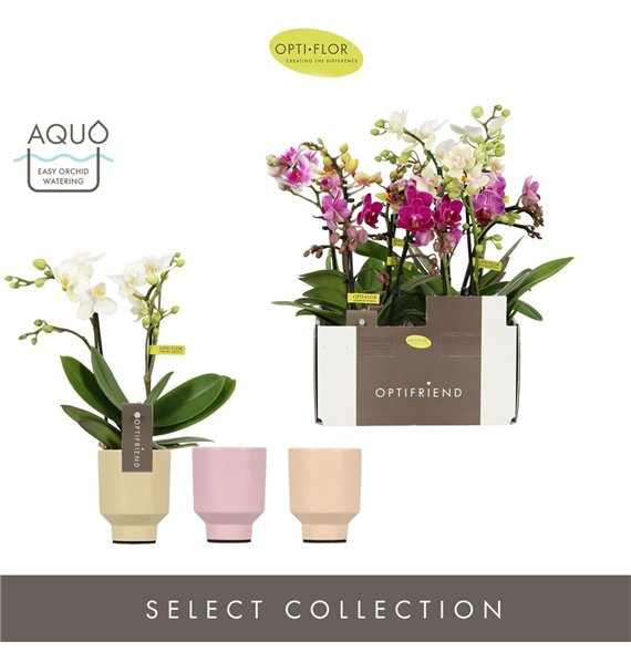 Orhideja Phalaenopsis multiflora mix Optifriend Mix 2 spike in Emilia Aquo10 fl  stems plnt 350 gram 25cm 7cm Q3441