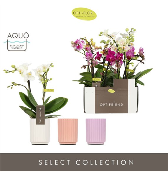 Orhideja Phalaenopsis multiflora mix Optifriend Mix 2 spike in Molise Aquo10 fl  stems plnt 350 gram 25cm 7cm Q3442