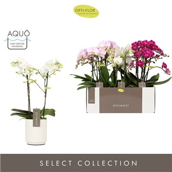Orhideja Phalaenopsis multiflora mix Optimost Sensual Mix 2 spike in Molise White Aquo 25 fl  stems plnt 1000 gram 45cm 12cm Q34