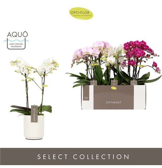Orhideja Phalaenopsis multiflora mix Optimost Sensual Mix 2 spike in Molise White Aquo 25 fl  stems plnt 1000 gram 45cm 12cm Q34