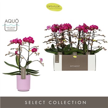 Orhideja Phalaenopsis multiflora anthura morelia Optimost Morelia 2 spike in Molise Lilac Aquo 25 fl  stems plnt 1000 gram 45cm 