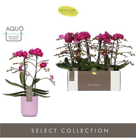 Orhideja Phalaenopsis multiflora anthura morelia Optimost Morelia 2 spike in Molise Lilac Aquo 25 fl  stems plnt 1000 gram 45cm 
