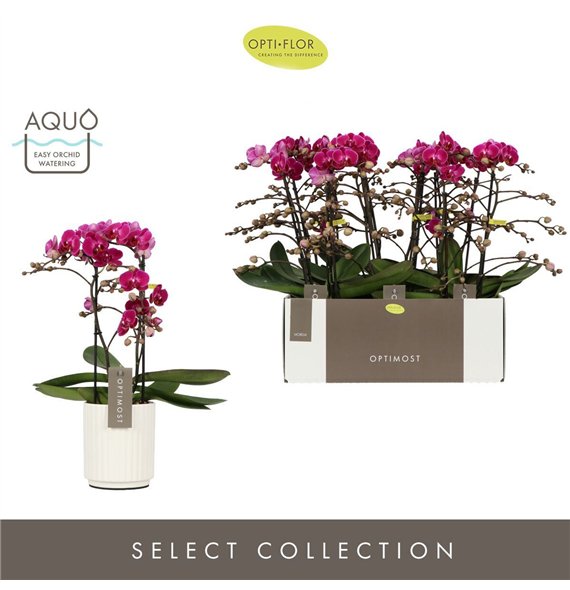Orhideja Phalaenopsis multiflora anthura morelia Optimost Morelia 2 spike in Molise White Aquo25 fl  stems plnt 1000 gram 45cm 1