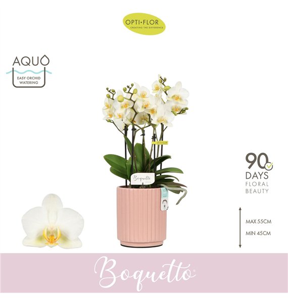 Orhideja Phalaenopsis multiflora wit Boquetto Beauty 3-5 spike in Molise Salmon Aquo 30 fl  3 stems plnt 2000 gram 45cm 12cm Q34