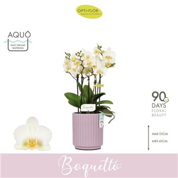 Orhideja Phalaenopsis multiflora wit Boquetto Beauty 3-5 spike in Molise Lilac Aquo 30 fl  3 stems plnt 2000 gram 45cm 12cm Q344