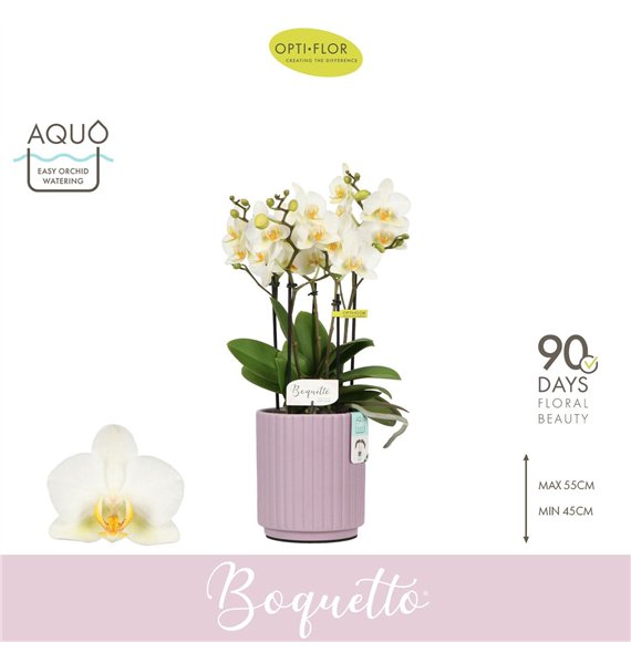 Orhideja Phalaenopsis multiflora wit Boquetto Beauty 3-5 spike in Molise Lilac Aquo 30 fl  3 stems plnt 2000 gram 45cm 12cm Q344