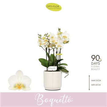 Orhideja Phalaenopsis multiflora wit Boquetto Beauty 3-5 spike in Lazio White 30 fl  3 stems plnt 2000 gram 45cm 12cm Q3448