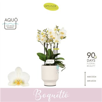 Orhideja Phalaenopsis multiflora wit Boquetto Beauty 3-5 spike in Emilia White Aquo 30 fl  3 stems plnt 2000 gram 45cm 12cm Q344