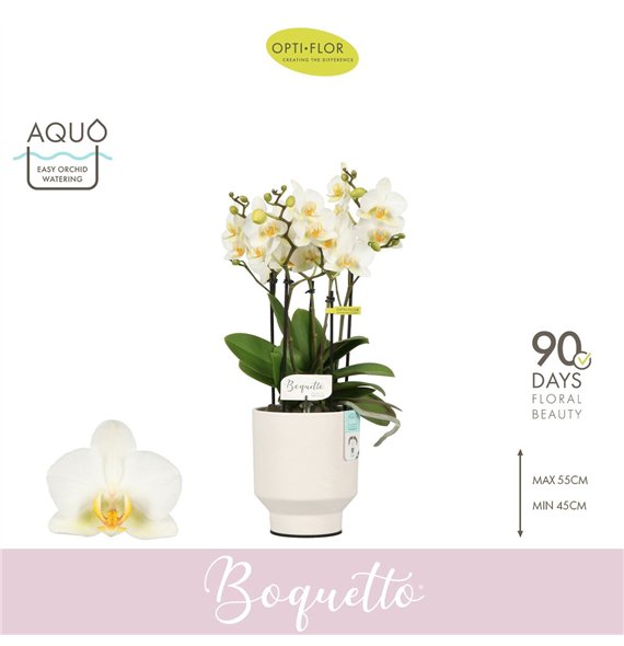 Orhideja Phalaenopsis multiflora wit Boquetto Beauty 3-5 spike in Emilia White Aquo 30 fl  3 stems plnt 2000 gram 45cm 12cm Q344