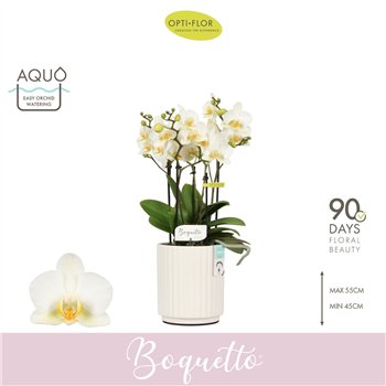 Orhideja Phalaenopsis multiflora wit Boquetto Beauty 3-5 spike in Molise White Aquo30 fl  3 stems plnt 2000 gram 45cm 12cm Q3451