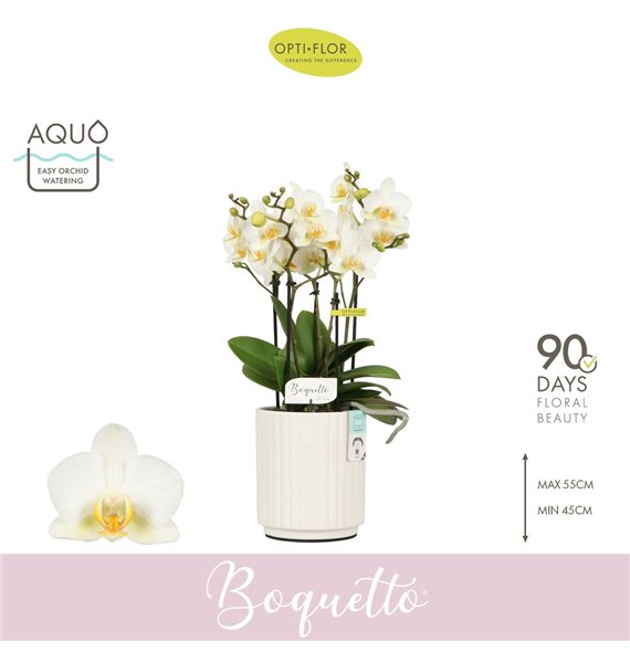 Orhideja Phalaenopsis multiflora wit Boquetto Beauty 3-5 spike in Molise White Aquo30 fl  3 stems plnt 2000 gram 45cm 12cm Q3451