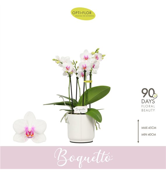 Orhideja Phalaenopsis multiflora wit Boquetto Passione 3-5 spike in Lazio White 30 fl  3 stems plnt 2000 gram 40cm 12cm Q3452