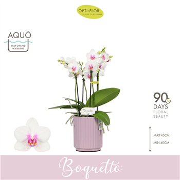 Orhideja Phalaenopsis multiflora wit Boquetto Passione 3-5 spike in Molise Lilac Aquo30 fl  3 stems plnt 2000 gram 40cm 12cm Q34