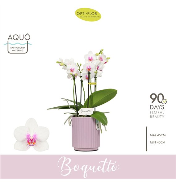 Orhideja Phalaenopsis multiflora wit Boquetto Passione 3-5 spike in Molise Lilac Aquo30 fl  3 stems plnt 2000 gram 40cm 12cm Q34