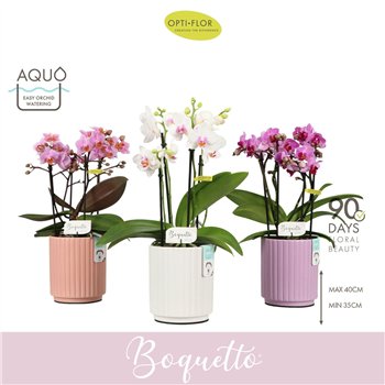 Orhideja Phalaenopsis multiflora mix Boquetto Mix 3-5 spike in Molise Aquo30 fl  3 stems plnt 2000 gram 35cm 12cm Q3454