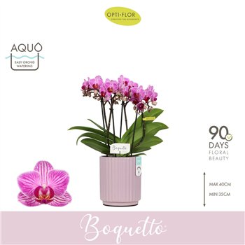 Orhideja Phalaenopsis multiflora paars Boquetto Delight 3-5 spike in Molise Lilac Aquo30 fl  3 stems plnt 2000 gram 35cm 12cm Q3