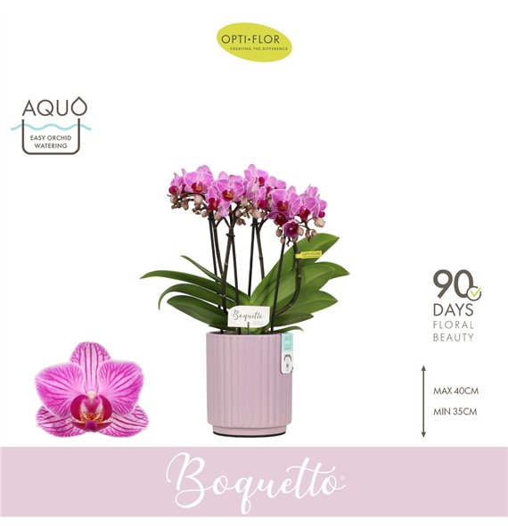 Orhideja Phalaenopsis multiflora paars Boquetto Delight 3-5 spike in Molise Lilac Aquo30 fl  3 stems plnt 2000 gram 35cm 12cm Q3