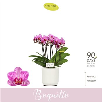 Orhideja Phalaenopsis multiflora paars Boquetto Delight 3-5 spike in Lazio White 30 fl  3 stems plnt 2000 gram 35cm 12cm Q3456
