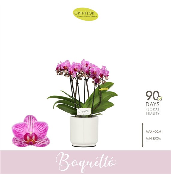 Orhideja Phalaenopsis multiflora paars Boquetto Delight 3-5 spike in Lazio White 30 fl  3 stems plnt 2000 gram 35cm 12cm Q3456