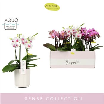 Orhideja Phalaenopsis multiflora mix Boquetto Pinko Mix 3-5 spike in Molise White Aquo 30 fl  3 stems plnt 2000 gram 35cm 12cm Q