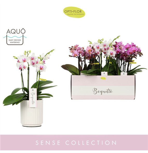 Orhideja Phalaenopsis multiflora mix Boquetto Pinko Mix 3-5 spike in Molise White Aquo 30 fl  3 stems plnt 2000 gram 35cm 12cm Q