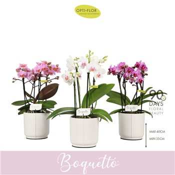 Orhideja Phalaenopsis multiflora mix Boquetto Pinko Mix 3-5 spike in Lazio White 30 fl  3 stems plnt 2000 gram 35cm 12cm Q3462