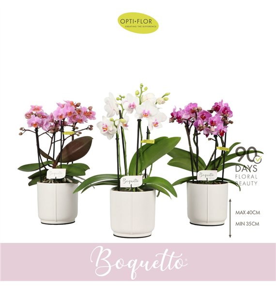 Orhideja Phalaenopsis multiflora mix Boquetto Pinko Mix 3-5 spike in Lazio White 30 fl  3 stems plnt 2000 gram 35cm 12cm Q3462