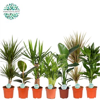 Miks lončnic green Mix plants p17 1 pp 60cm 17cm Q3590