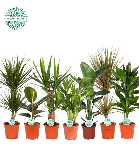 Miks lončnic green Mix plants p17 1 pp 60cm 17cm Q3590