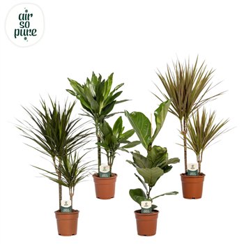 Miks lončnic green Mix plants p17 (Air so Pure) 1 pp 60cm 17cm Q3595