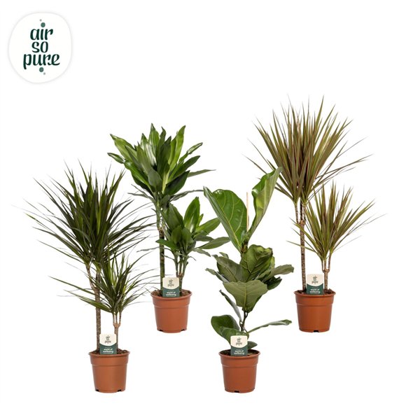 Miks lončnic green Mix plants p17 (Air so Pure) 1 pp 60cm 17cm Q3595