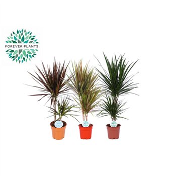 Miks lončnic green Rios Mix p17 2 pp 60cm 17cm Q3602