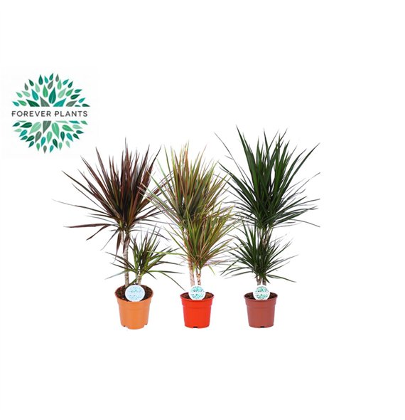 Miks lončnic green Rios Mix p17 2 pp 60cm 17cm Q3602