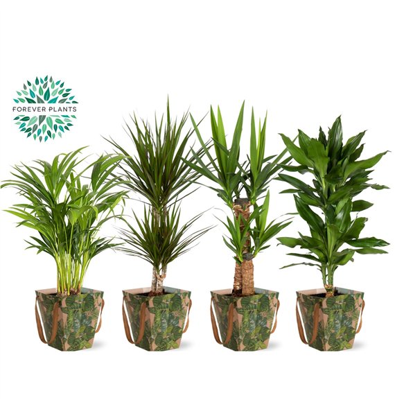 Miks lončnic green Mix 17 in DRAAGTAS GREEN JEWELS 1 pp 60cm 17cm Q3607