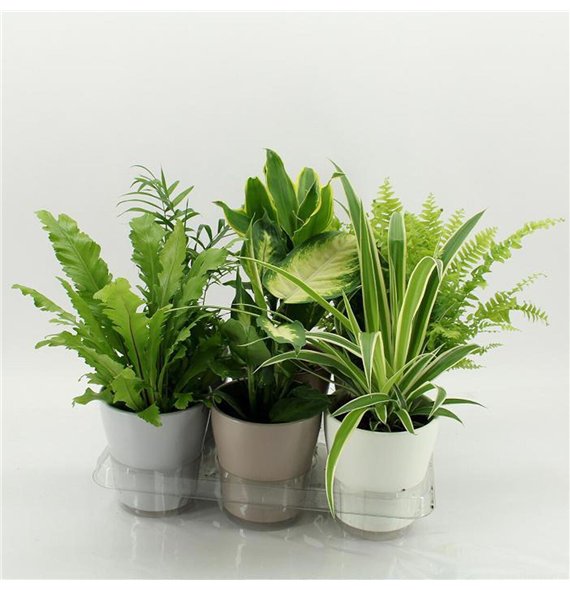 Miks lončnic K-3 Mixplanten in ceramic 45cm 13cm Q3612