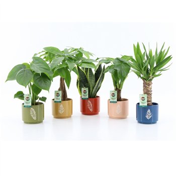 Miks lončnic Tropic Mix in Artistique ceramic 1 pp 35cm 14cm Q3643