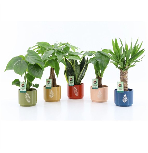 Miks lončnic Tropic Mix in Artistique ceramic 1 pp 35cm 14cm Q3643