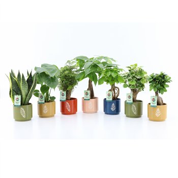 Miks lončnic Exotic Green Mix in Artistique ceramic 1 pp 35cm 13cm Q3650