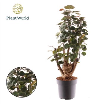 Polyscias fabian Fabian branched 1 pp 50cm 17cm Q3707