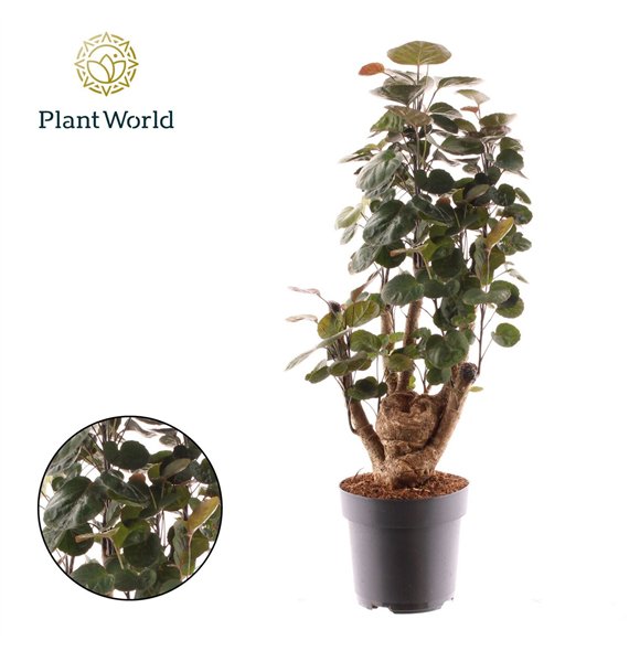 Polyscias fabian Fabian branched 1 pp 50cm 17cm Q3707