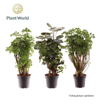 Polyscias mixed (2-3 kinds) 1 pp 45cm 12cm Q3712