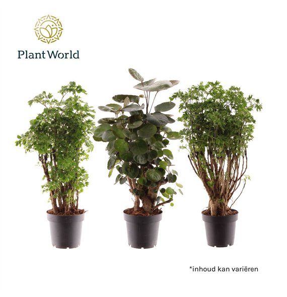 Polyscias mixed (2-3 kinds) 1 pp 45cm 12cm Q3712
