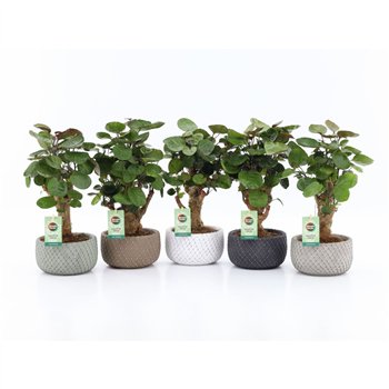 Polyscias fabian Fabian in Classic Stone schalen 40cm 16cm Q3724