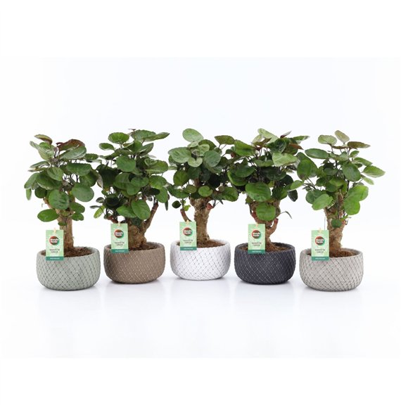 Polyscias fabian Fabian in Classic Stone schalen 40cm 16cm Q3724