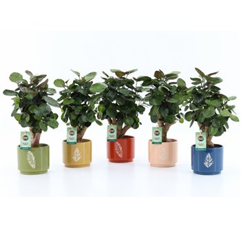 Polyscias fabian Fabian in Artistique ceramic 1 pp 40cm 13cm Q3730