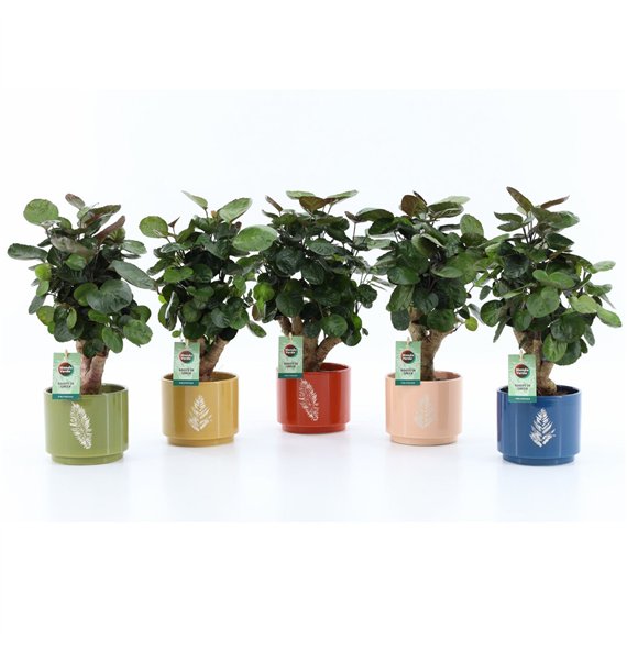 Polyscias fabian Fabian in Artistique ceramic 1 pp 40cm 13cm Q3730