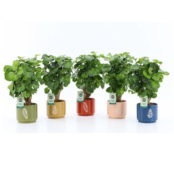 Polyscias Green Lemon in Artistique ceramic 1 pp 40cm 13cm Q3731