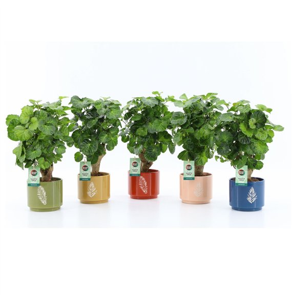 Polyscias Green Lemon in Artistique ceramic 1 pp 40cm 13cm Q3731