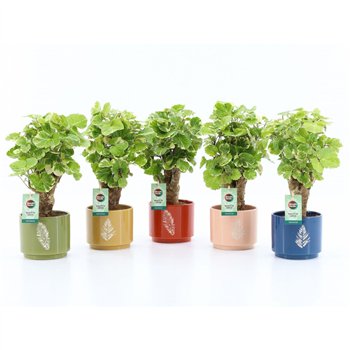 Polyscias balfourii Balfouriana in Artistique ceramic 1 pp 40cm 13cm Q3735