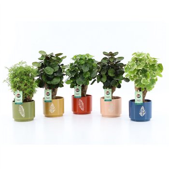 Polyscias Mix 12cm in Artistique ceramic 1 pp 40cm 13cm Q3736